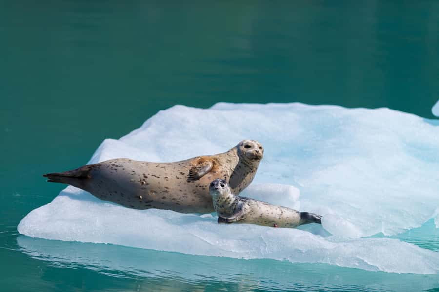 Seward: Kenai Fjords National Park Catamaran Cruise w/Lunch - Key points at a glance