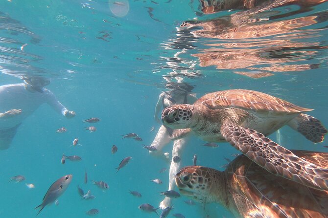 Shasa Catamaran Cruises Limited Numbers 3 Hour Sail and Snorkel - Key points to know before you book