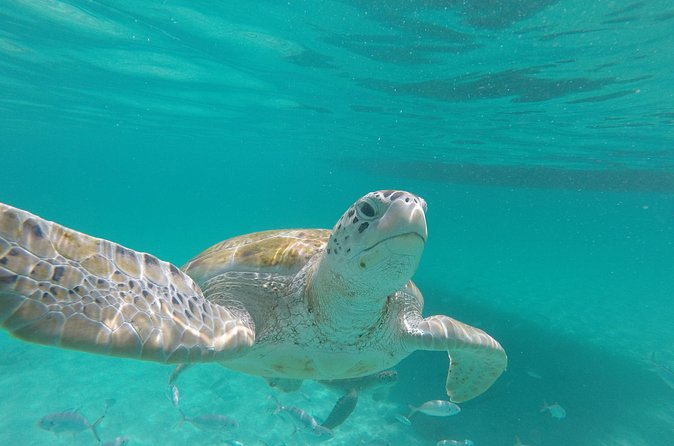 Shasa Catamaran Cruises Limited Numbers 3 Hour Sail and Snorkel - What the drinks include, and what they do not