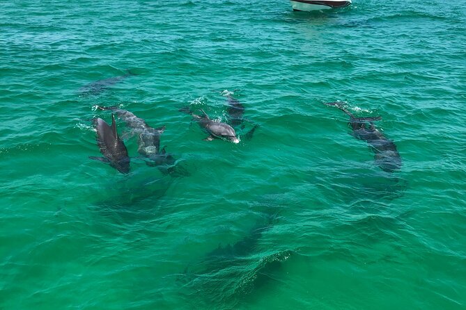Shell Island Snorkel and Dolphin Catamaran Cruise with Island Time - Paddle boards and the waterslide add variety