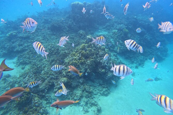 Short Excursion 4-Hour Party Catamaran and Snorkeling - Booking, cancellations, and smart questions