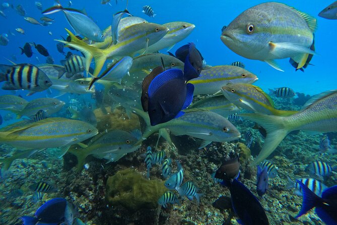 Short Excursion 4-Hour Party Catamaran and Snorkeling - Snorkeling over coral and fish
