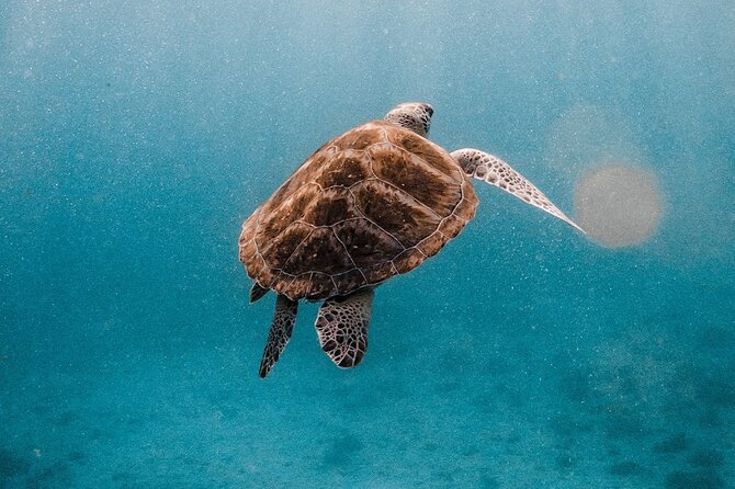 Similan Islands Luxury Catamaran Day Tour (Phuket / Khao Lak) - Who should book this Similan Islands tour?
