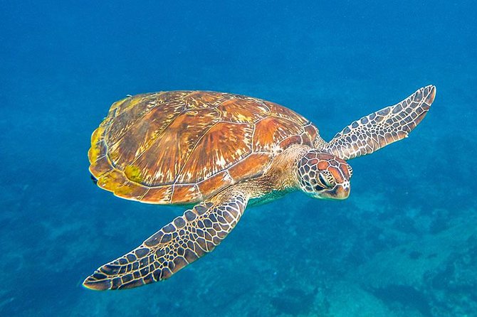 Similan Islands Snorkeling Tour By Speed Catamaran From Khao Lak - What the $116.65 price covers