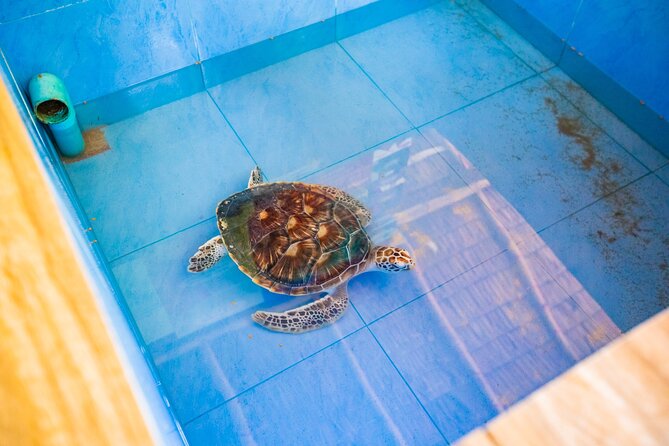 Similan Islands Snorkeling Tour By Speed Catamaran From Phuket - Ko Miang brings lunch and breathing room