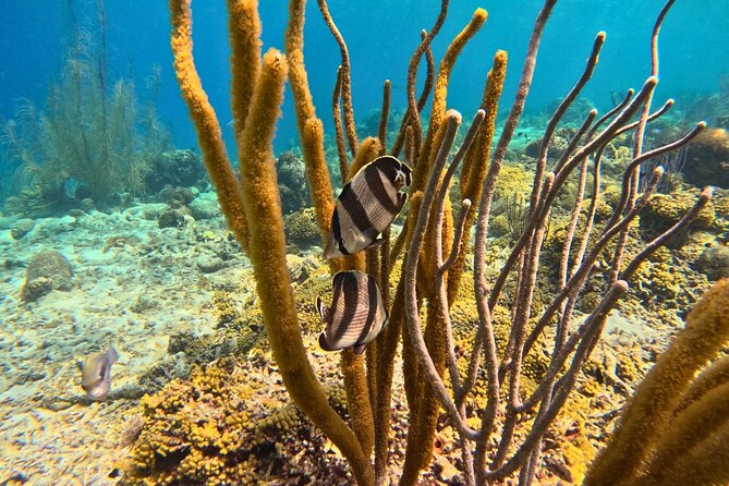 Snorkel Trip on a Catamaran Yacht All Inclusive Experience - My call: book it if you want a complete half-day
