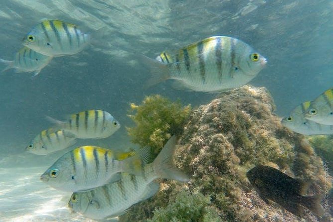 Snorkeling Catamaran Island Cruise - Booking, weather, and cancellation details