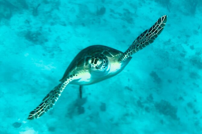 St. John Luxury Catamaran Turtle Snorkel and Cays Full Day - Breakfast, lunch, and the unusual Pizza Pi stop