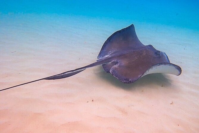 Stingray City Catamaran Sunset Tour - The sunset ride back is part of the value
