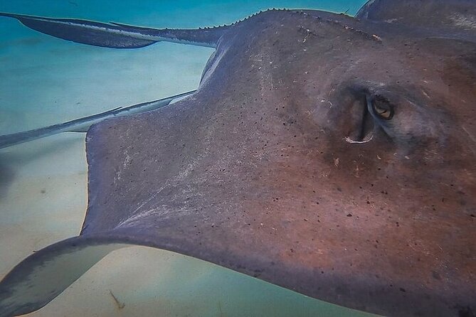 Stingray City Catamaran Sunset Tour - What can change on the day