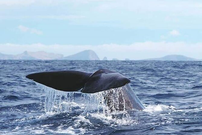Sunset Catamaran Tour l Madeira Island - How personal is an 18-person catamaran?