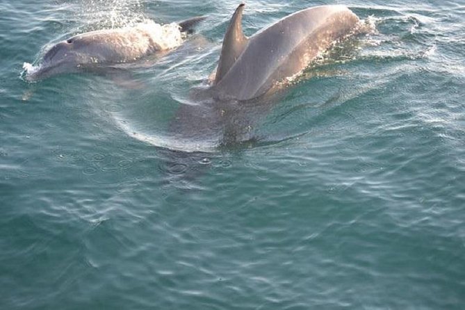 Sunset Dolphin Sail Aboard the Footloose Catamaran - Quick takeaways for the Footloose sunset sail