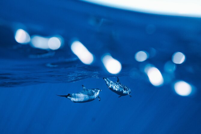 Swim with Dolphins Catamaran with Waterslide & Lunch on Oahu - The dolphin swim is the exciting part, not a guarantee