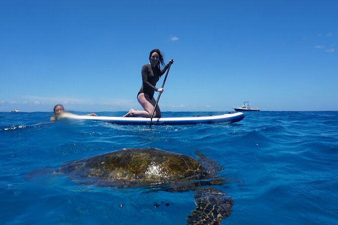 Swim with Dolphins Catamaran with Waterslide & Lunch on Oahu - Whales from November through March