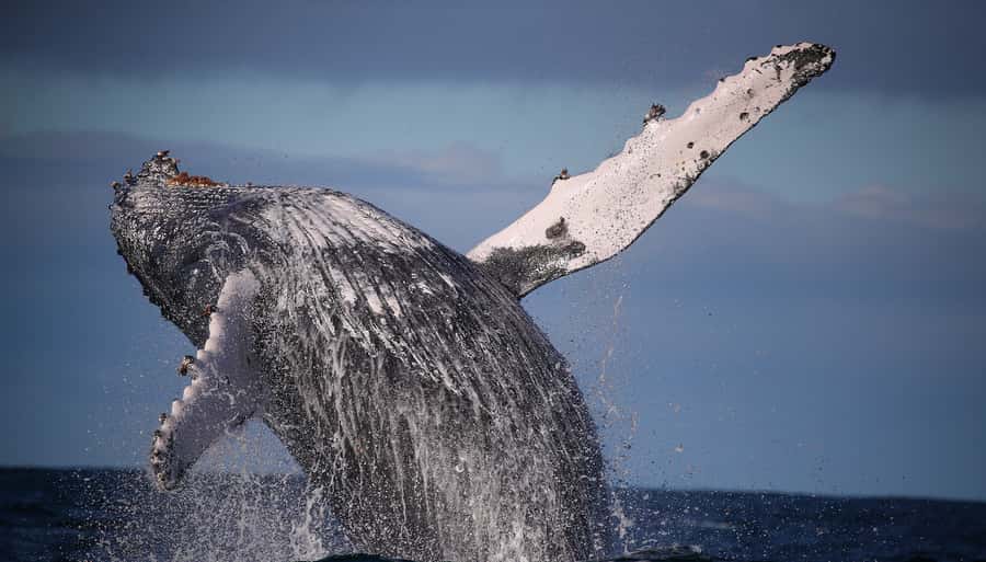 Sydney: Discovery Whale Watching Tour by Catamaran - Leaving Darling Harbour for the open ocean