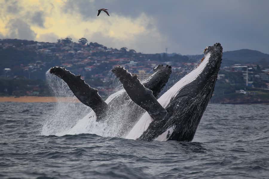 Sydney: Discovery Whale Watching Tour by Catamaran - Whale sightings can range from subtle to spectacular