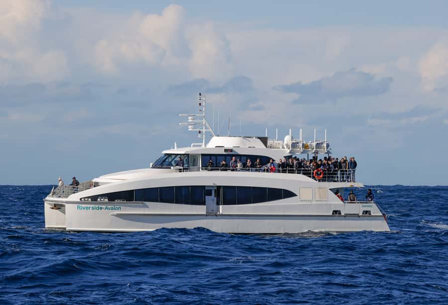 Sydney: Discovery Whale Watching Tour by Catamaran - What is included, and what is not