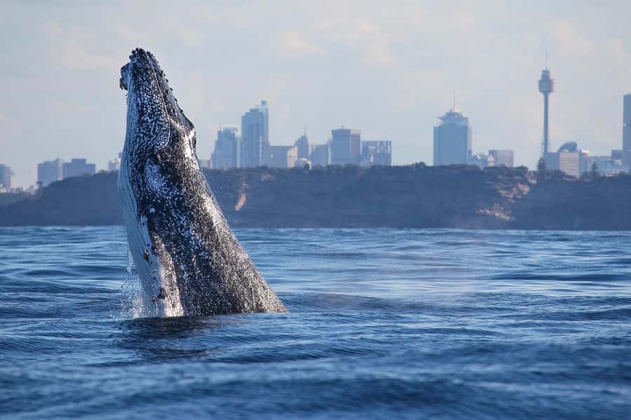 Sydney: Discovery Whale Watching Tour by Catamaran - What the 150-minute trip feels like