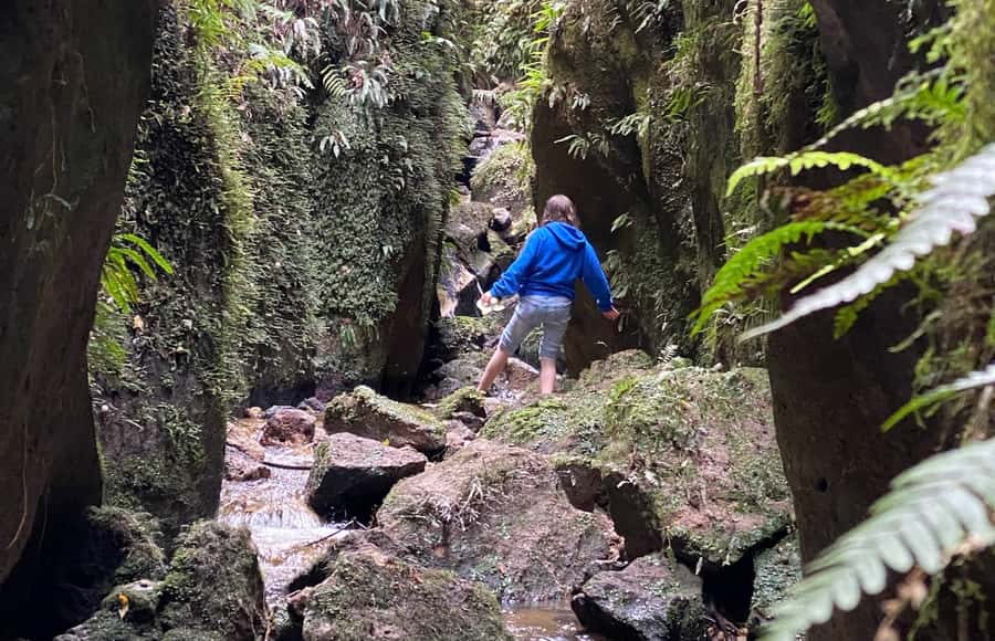 Taupo: Lake Taupo Western Bays Catamaran Tour with Bush Walk - What the small group adds