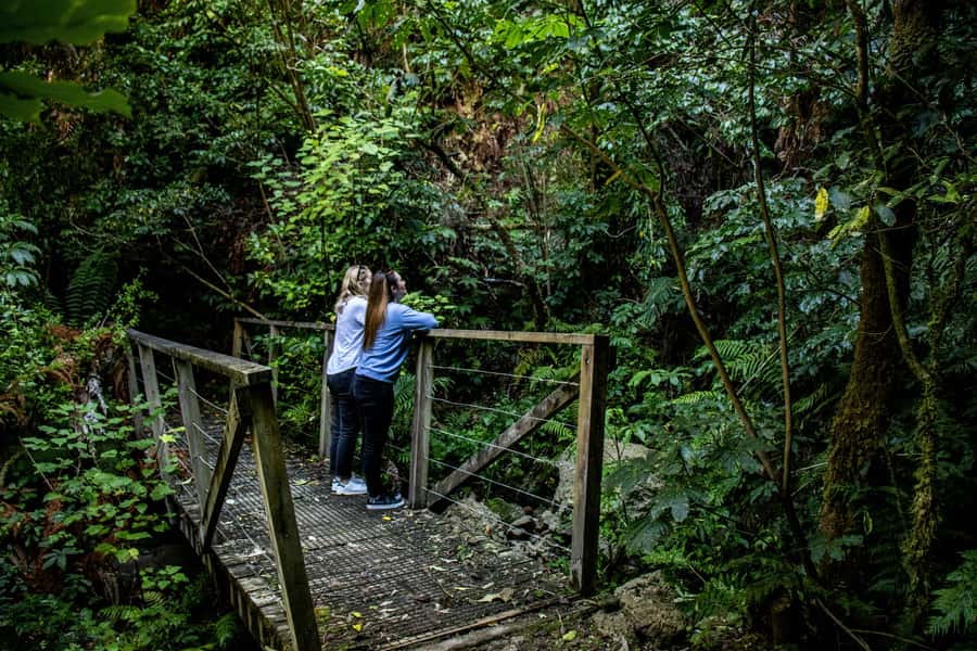 Taupo: Lake Taupo Western Bays Catamaran Tour with Bush Walk - Who will enjoy this Lake Taupo trip?