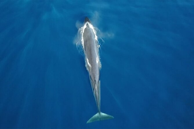 Tenerife Whales and Dolphins Watching Experience in Catamaran - Key things to know before you book