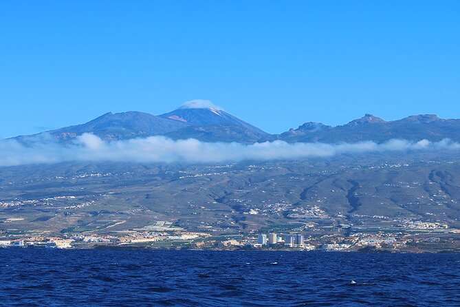 Tenerife Whales and Dolphins Watching Experience in Catamaran - What the guides add to the outing