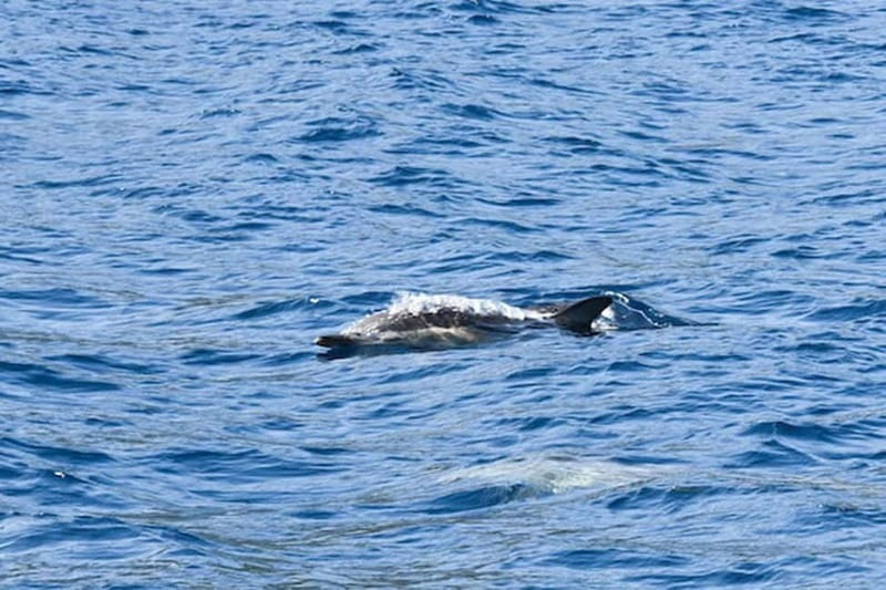Torrevieja: Adventure tour on the catamaran Apaleo - Dolphins, coastal views, and realistic expectations