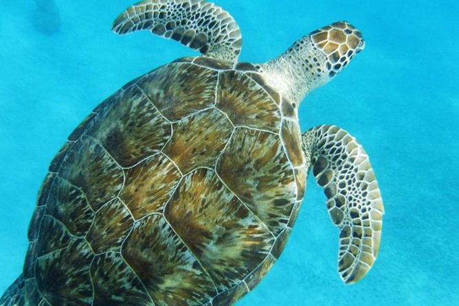Turtle Cove Catamaran Snorkel and Sail at Little Buck Island STT - Snacks, drinks, and the ride home