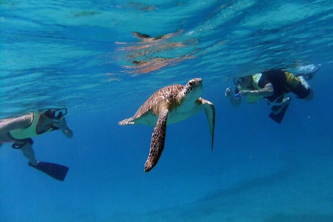 Turtle Cove Catamaran Snorkel and Sail at Little Buck Island STT - Turtle Cove and the Little Buck Island stop
