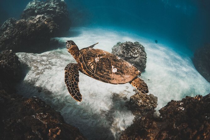 Turtles & Tacos Luxury Catamaran Snorkel - Key points at a glance