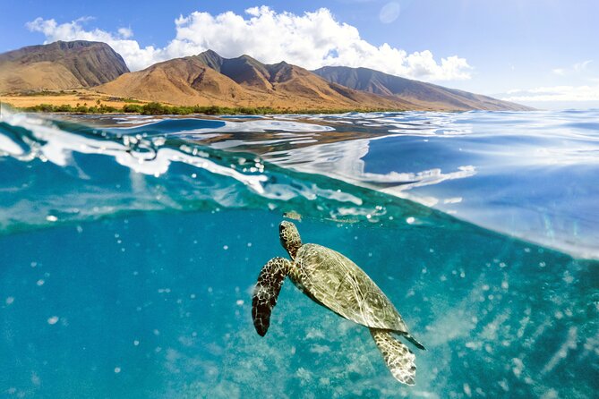 Turtles & Tacos Luxury Catamaran Snorkel - Setting sail from Maalaea Harbor at 11 a.m.