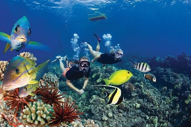 Turtles & Tacos Luxury Catamaran Snorkel - Is $199 a fair price?