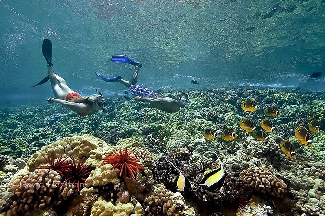 Turtles & Tacos Luxury Catamaran Snorkel - Who should book this Maui snorkel sail?