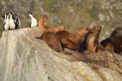 Ushuaia: Beagle Channel Catamaran Tour