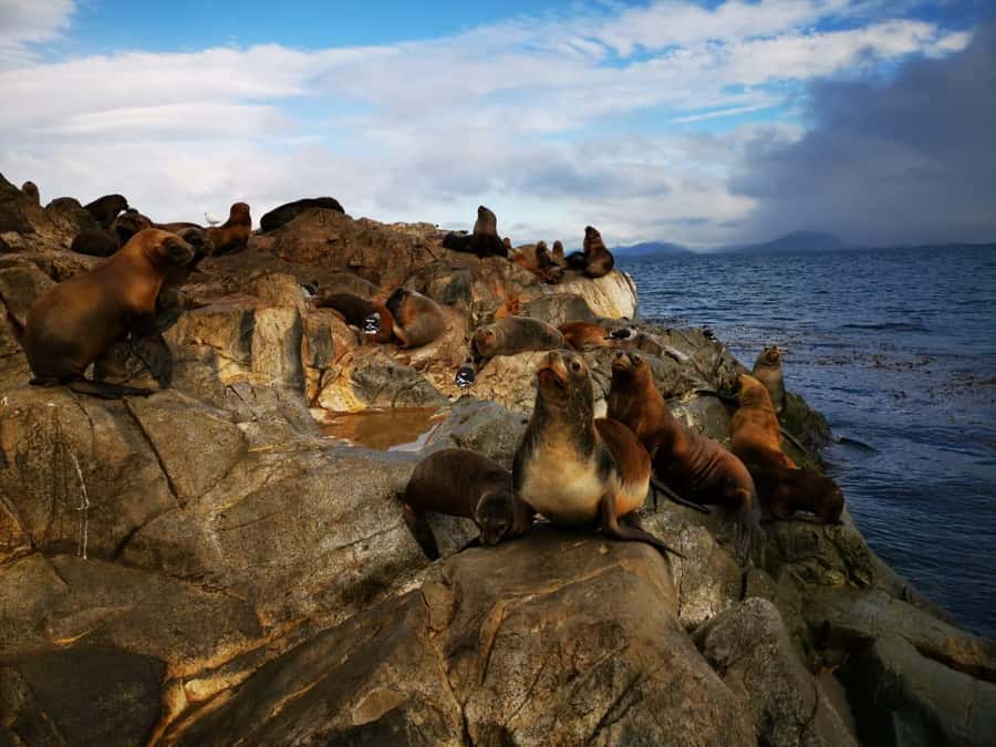 Ushuaia: Beagle Channel Catamaran Tour - Comfort, photography, and the photo service