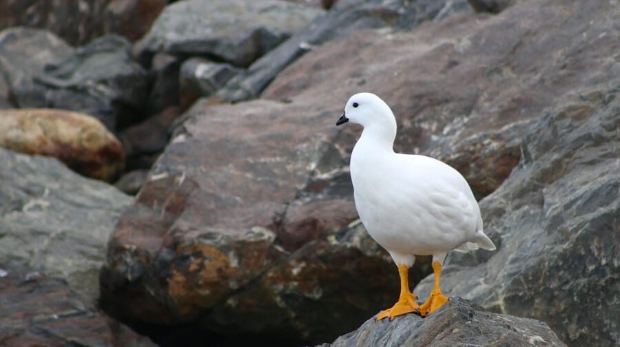 Ushuaia: Beagle Channel Catamaran Tour - Who should book this cruise?