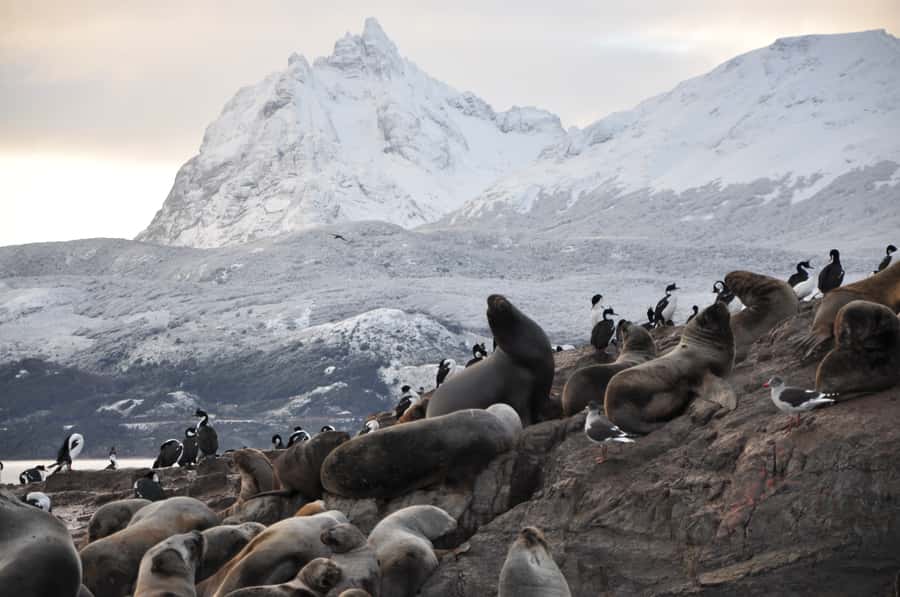 Ushuaia: Beagle Channel & Sea Wolves Island Catamaran Cruise - Bird Island and the busy waters of Tierra del Fuego