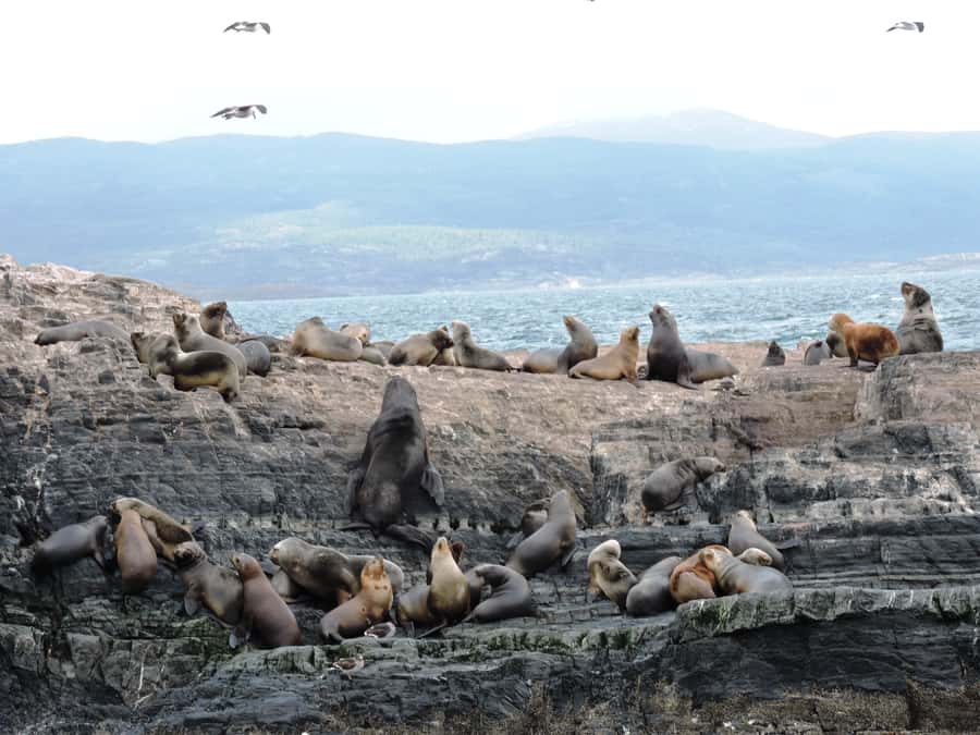 Ushuaia: Beagle Channel & Sea Wolves Island Catamaran Cruise - Comfort, crowds, and what you can buy aboard