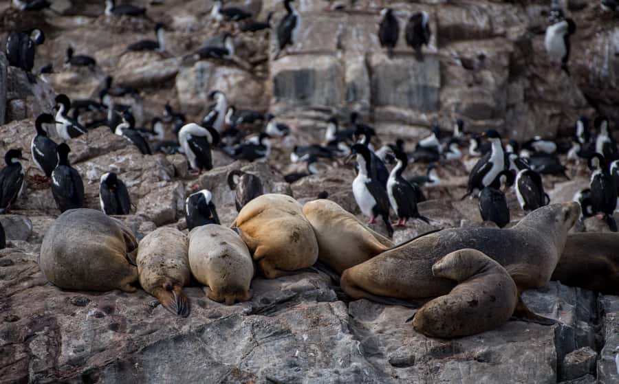 Ushuaia: Catamaran Sailing to Penguin Island - Key points to know before sailing