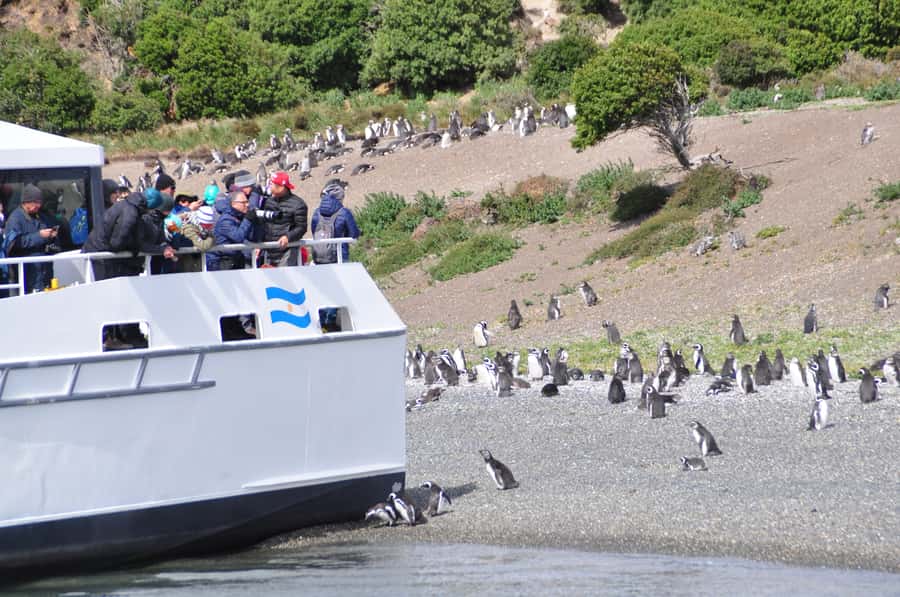 Ushuaia: Penguin Watching Tour by Catamaran - Reaching the Beagle Channel from Ushuaia