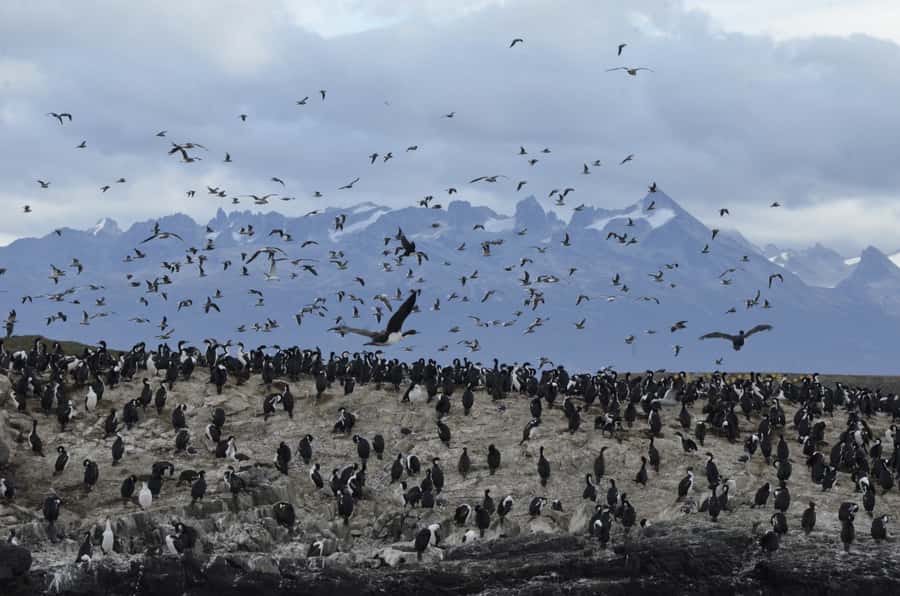Ushuaia: Penguin Watching Tour by Catamaran - The long run east toward Martillo Island
