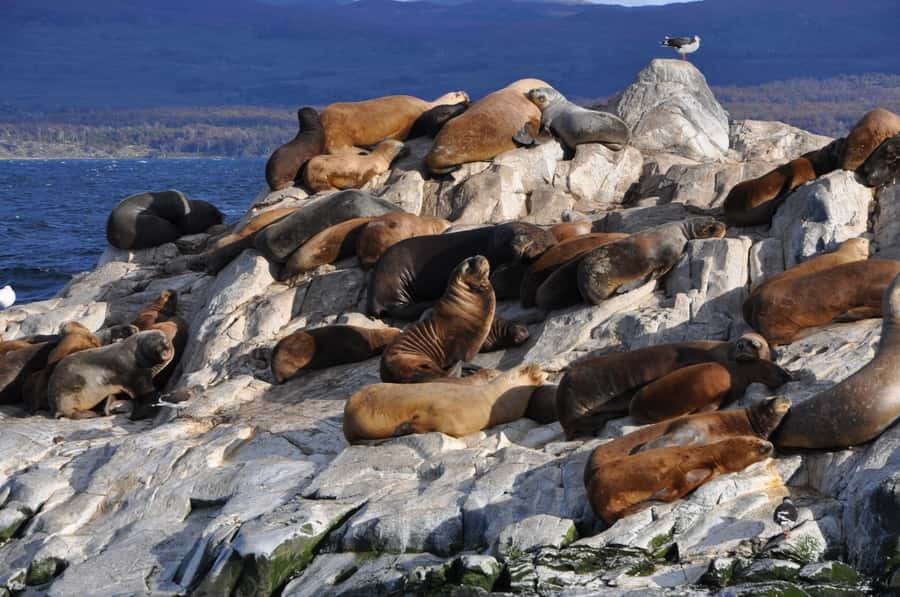 Ushuaia: Penguin Watching Tour by Catamaran - Who should book this Ushuaia penguin tour?
