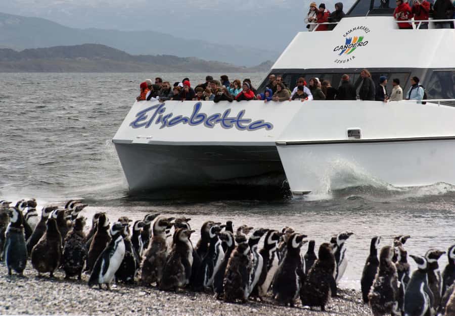 Ushuaia: Penguin Watching Tour by Catamaran - Sea Lion Island and the Bridges Archipelago