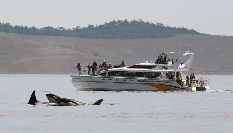 Victoria: Guided Wildlife-Watching Tour by Catamaran - Key things to know before you book