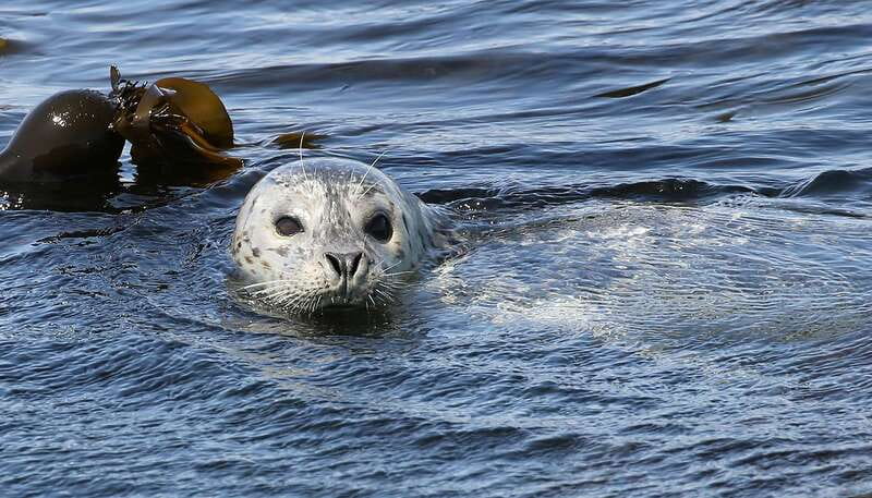 Victoria: Guided Wildlife-Watching Tour by Catamaran - Should you book the Victoria catamaran tour?