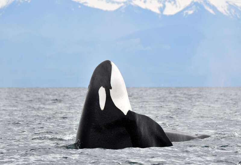 Victoria: Guided Wildlife-Watching Tour by Catamaran - Setting out from Fisherman’s Wharf