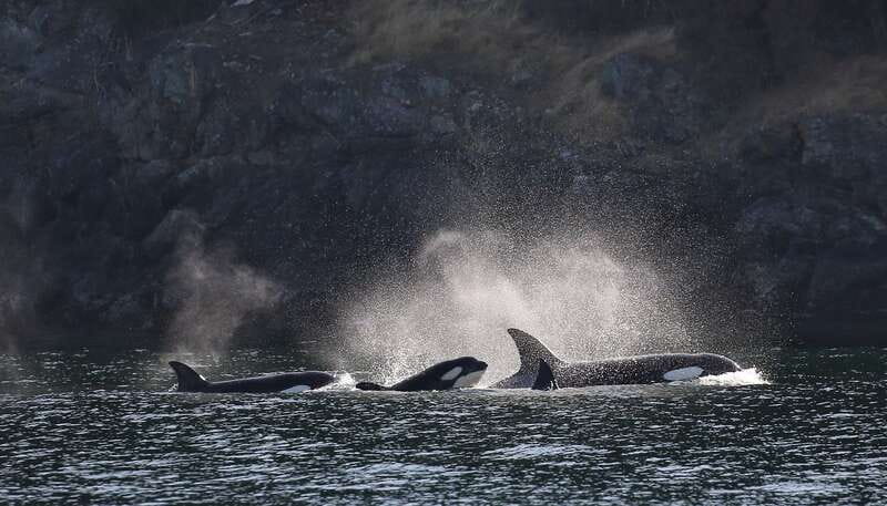 Victoria: Guided Wildlife-Watching Tour by Catamaran - What you might see during three hours