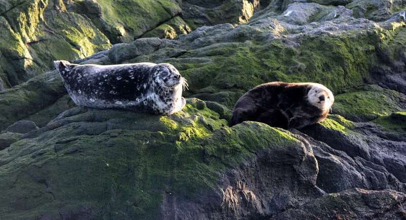 Victoria: Guided Wildlife-Watching Tour by Catamaran - The seasonal difference from November through April