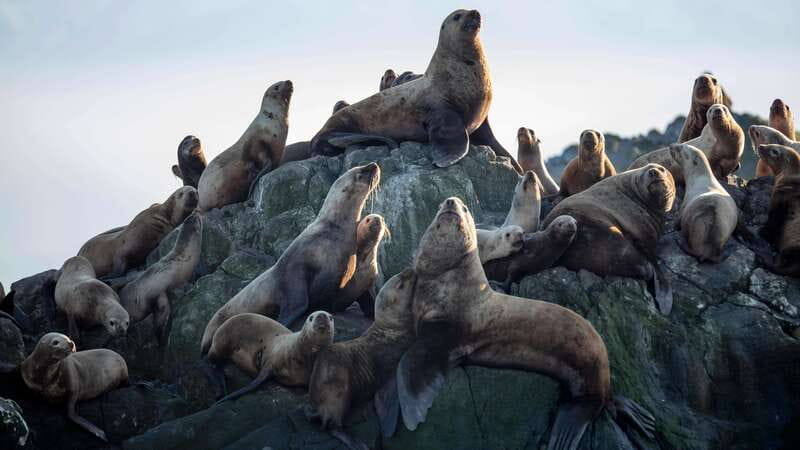 Victoria: Guided Wildlife-Watching Tour by Catamaran - Guides, information, and the group experience