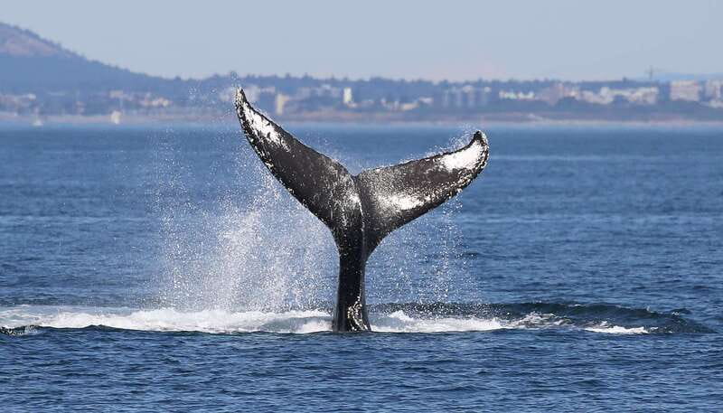 Victoria: Guided Wildlife-Watching Tour by Catamaran - Is $95 a fair price?